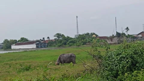 Buffalo farming Video stock 296056999