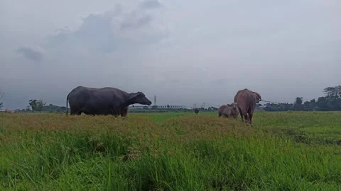Buffalo farming Stock Footage 296057032