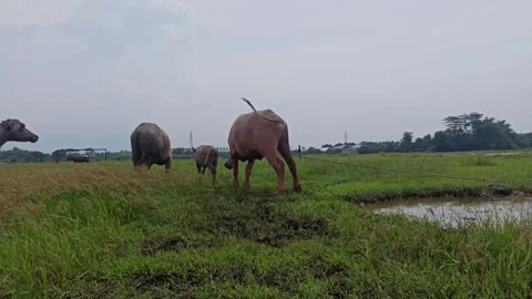 Buffalo farming Stock Footage 296057051