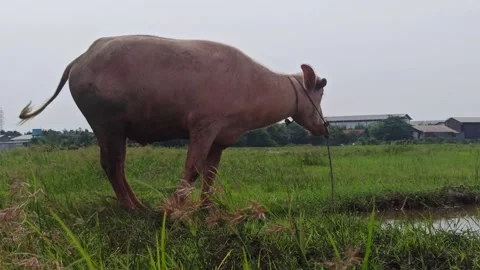 Buffalo farming Stock Footage 296057087