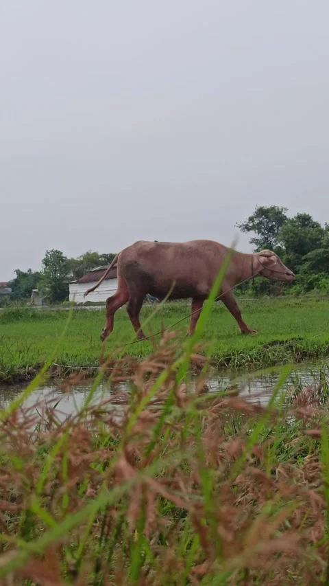 Buffalo farming Stock Footage 296057118