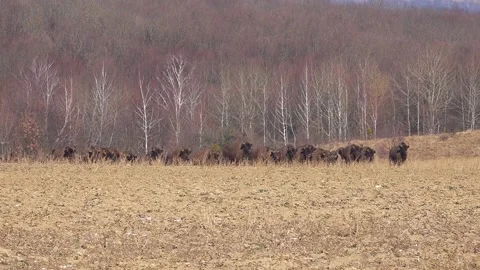 Buffalo farming. Free range bison population. Stock Footage 303051864