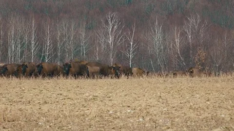 Buffalo farming. Free range bison population. Stock Footage 303052012