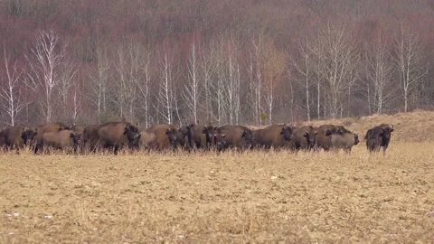 Buffalo farming. Free range bison population. Stock Footage 303052018