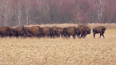 Buffalo farming. Free range bison population. Stock Footage 303052255