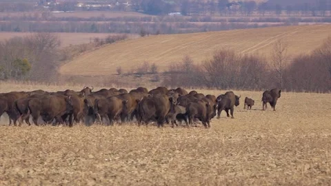 Buffalo farming. Free range bison population. Stock Footage 303052479
