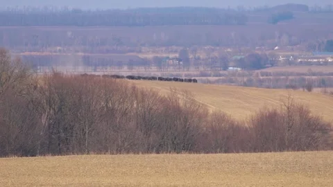 Buffalo farming. Free range bison population. Stock Footage 303052776