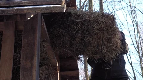 Buffalo farming. Free range bison population. Stock Footage 303053025