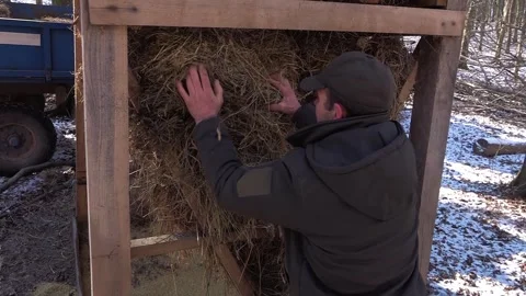 Buffalo farming. Free range bison population. Stock Footage 303053028