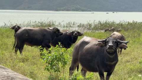 Buffalo feed on fresh meadow grass near a lake shore, pausing occasionally to Stock Footage 324712214