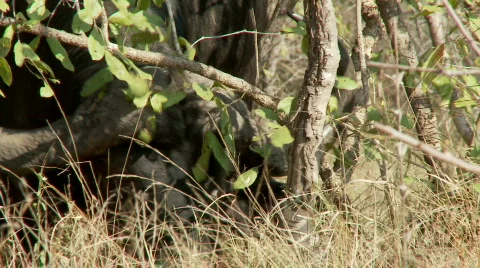 Buffalo Feeding 库存影片 514350