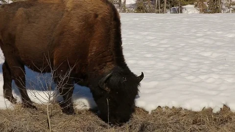 Buffalo feeding on grass Stock Footage 78812257
