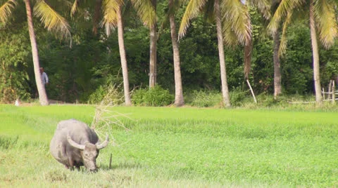 Buffalo in the field 스톡 동영상 22675239