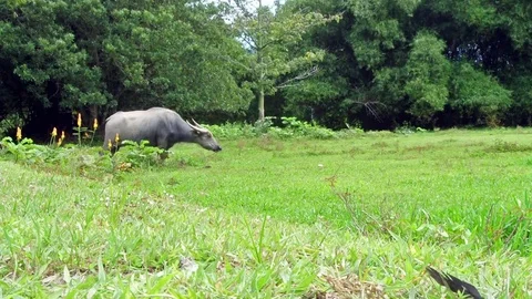 Buffalo on the field Stock Footage 70496684