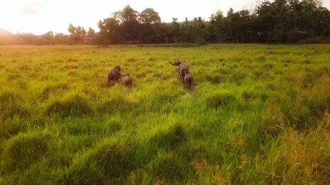Buffalo in the field Stock Footage 107859335