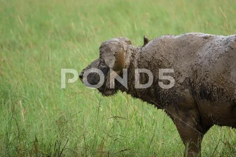 Buffalo in the field with mud, side view Stock Photos