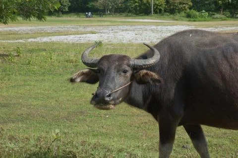 Buffalo in the field Stock Photos
