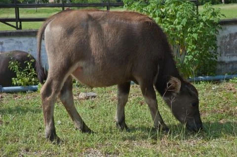 Buffalo in the field Stock Photos