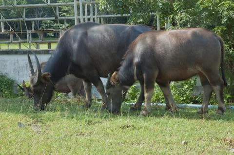 Buffalo in the field Stock Photos