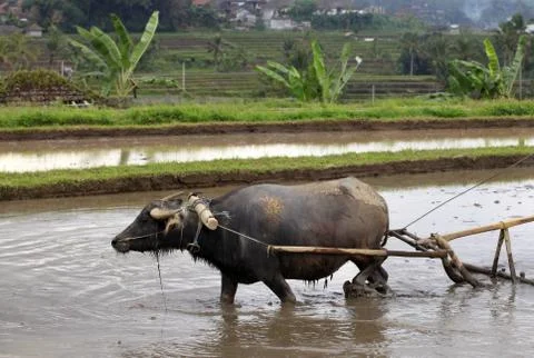 Buffalo in the field Stock Photos