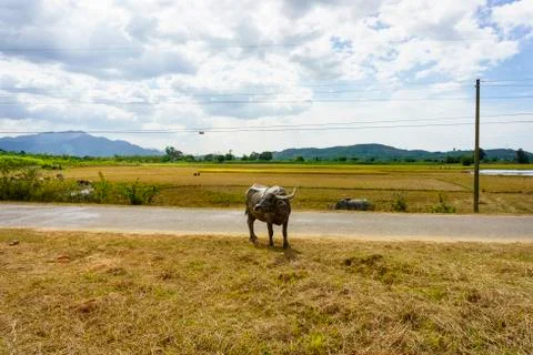 Buffalo in the field Stock Photos