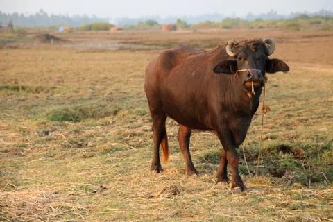 Buffalo at the field Foto stock