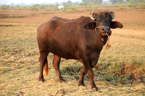 Buffalo at the field Foto stock
