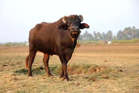 Buffalo at the field Stock Photos