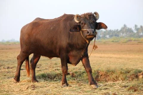 Buffalo at the field Stock Photos