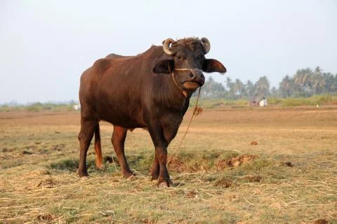 Buffalo at the field Foto stock