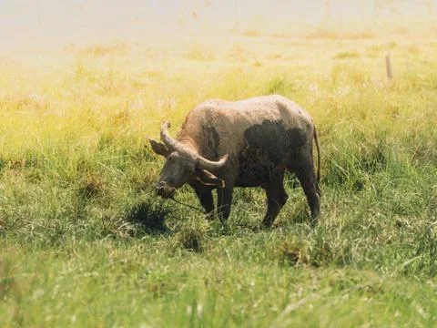 Buffalo in a field. Stock Photos
