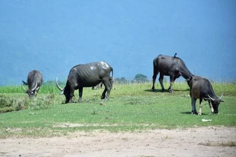 Buffalo on the field Stock Photos