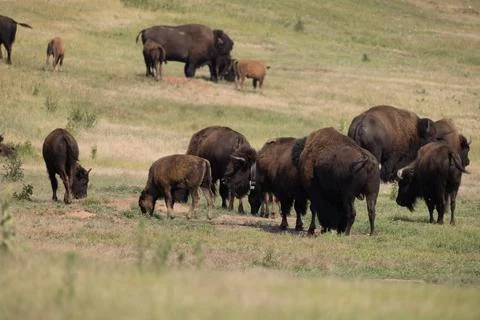 Buffalo In Field Stock Photos