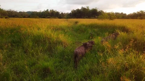 Buffalo in the field on sunset Stock Footage 107859319