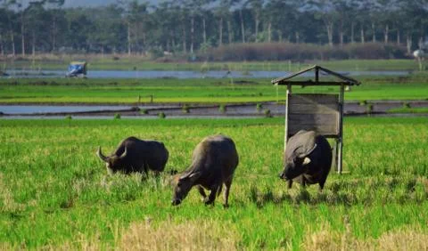 Buffalo in the fields, Buffalo eating grass Stock Photos
