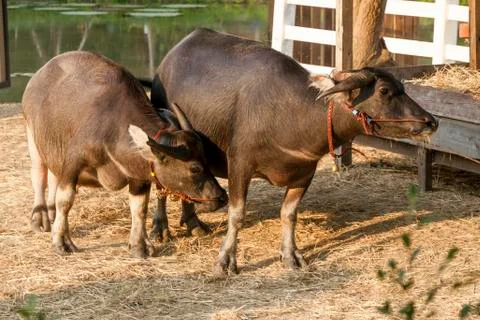 Buffalo in the fields Stock Photos