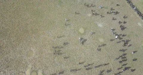 Buffalo fight Stock Footage 207380149