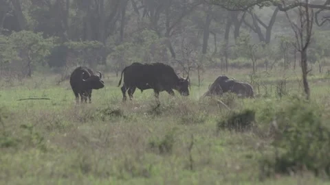 Buffalo fighting Vídeos de archivo 168323720