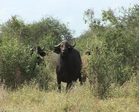 Buffalo Video stock 558918