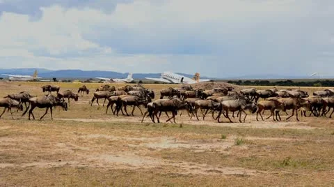 Buffalo Video stock 8935164