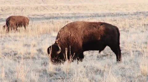 Buffalo Stock Footage 21614896