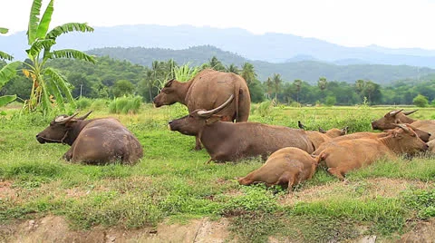 Buffalo Video stock 25006203