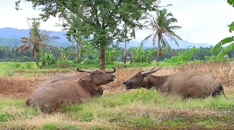 Buffalo Video stock 25006506