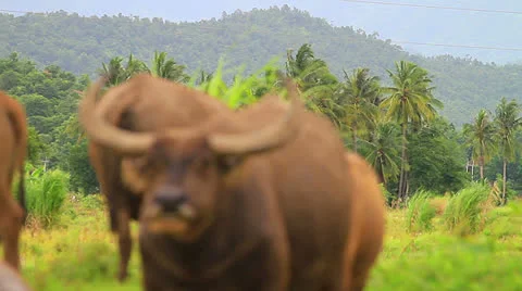 Buffalo Stock Footage 25020044