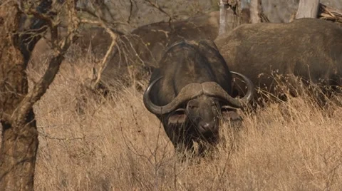 Buffalo Stock Footage 29948479