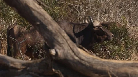 Buffalo Stock Footage 30943931