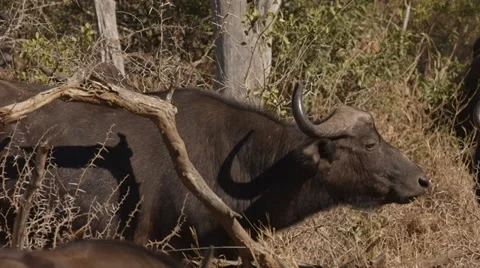 Buffalo Stock Footage 30944834