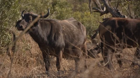 Buffalo Stock Footage 30945715