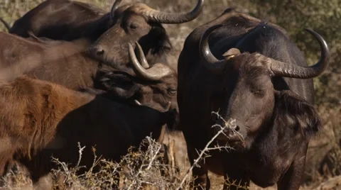 Buffalo Stock Footage 30946918