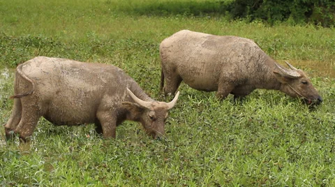 Buffalo Stock Footage 32185396